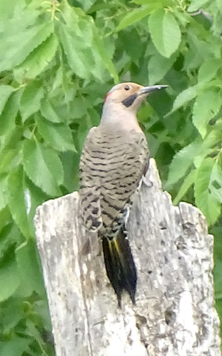 Northern Flicker (Yellow-shafted) - ML620313976