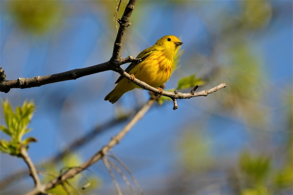 Yellow Warbler - ML620313978