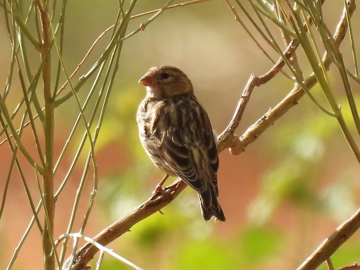 European Serin - ML620313982