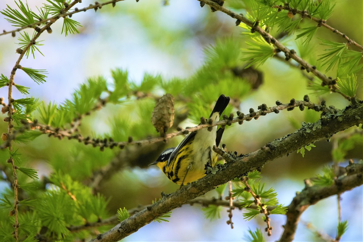 Magnolia Warbler - ML620313983