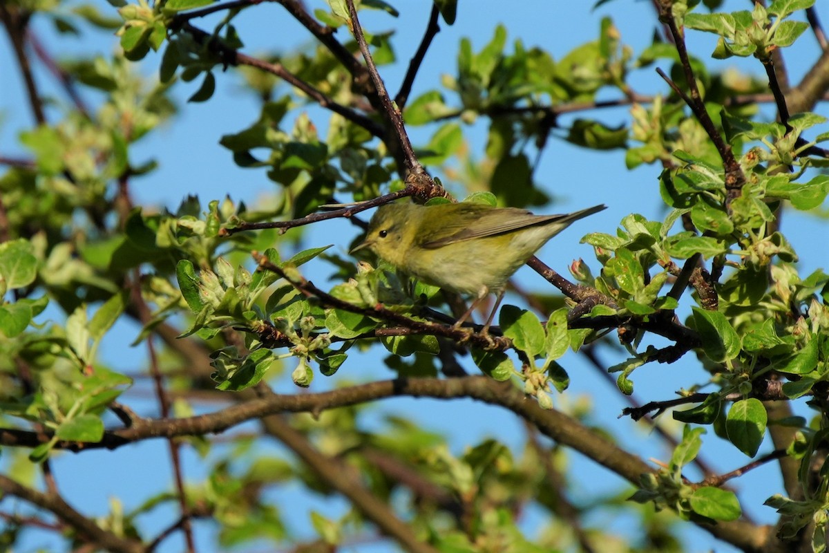 Orange-crowned Warbler - ML620313988