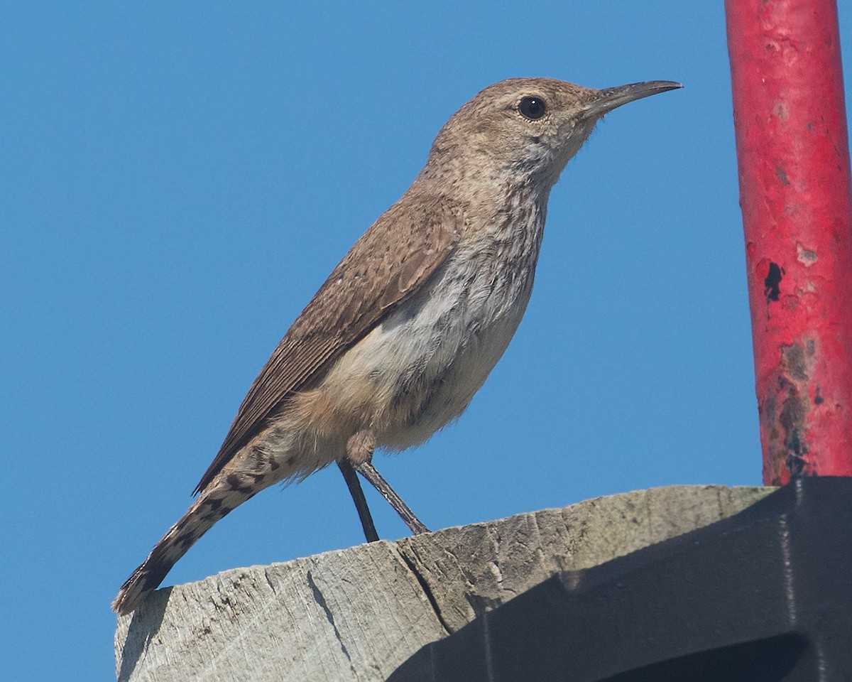 Rock Wren - ML620313990