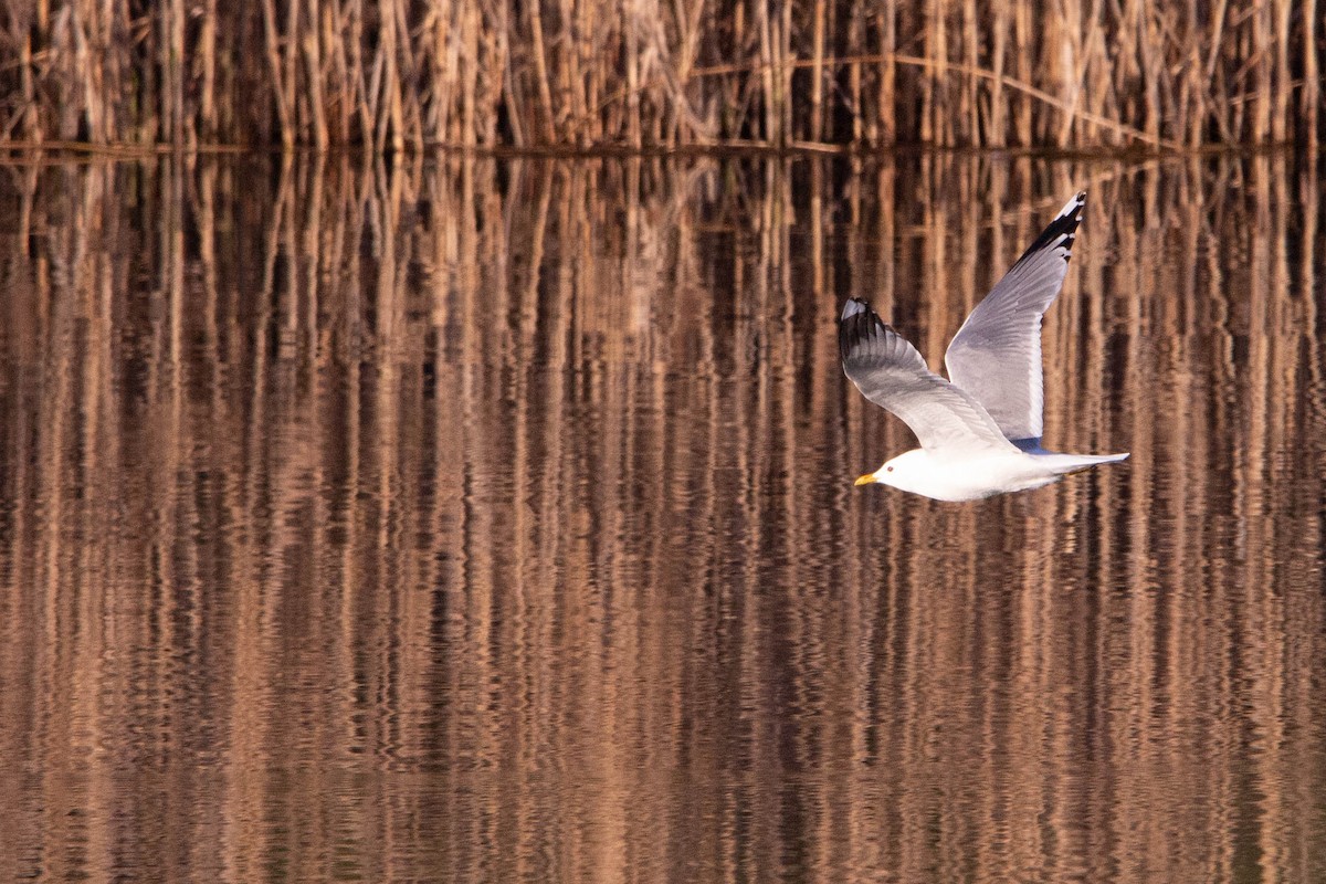 Common Gull - ML620313996