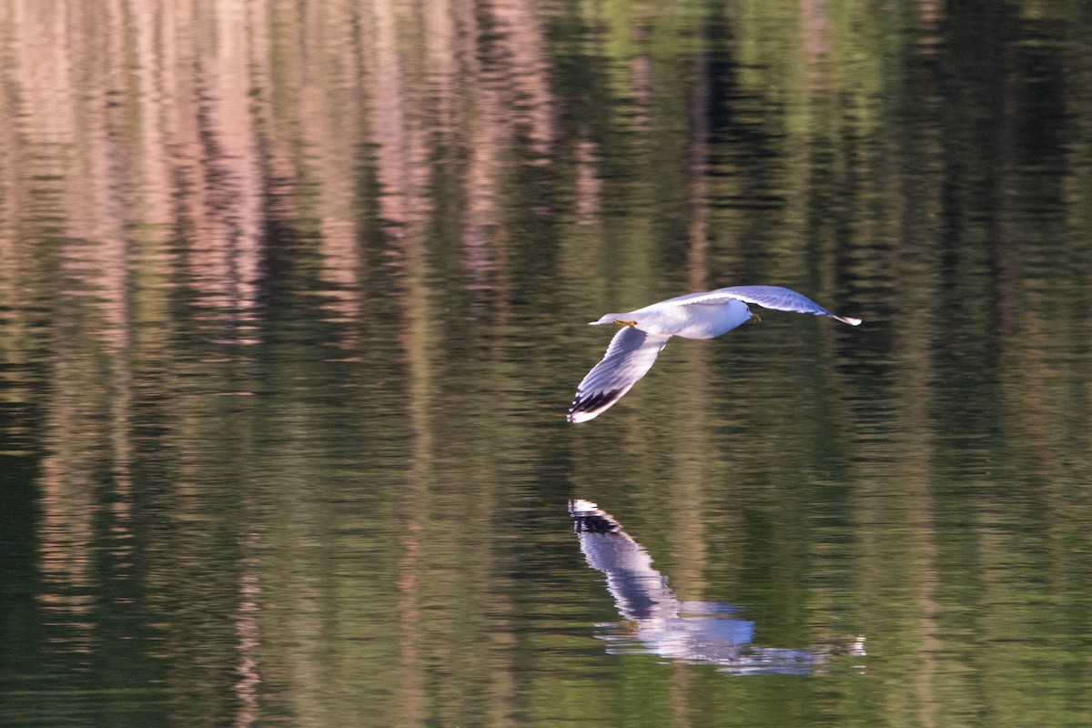 Common Gull - ML620313997