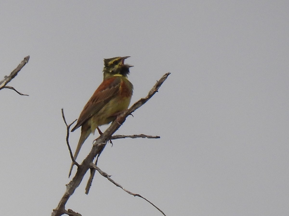 Cirl Bunting - ML620313998