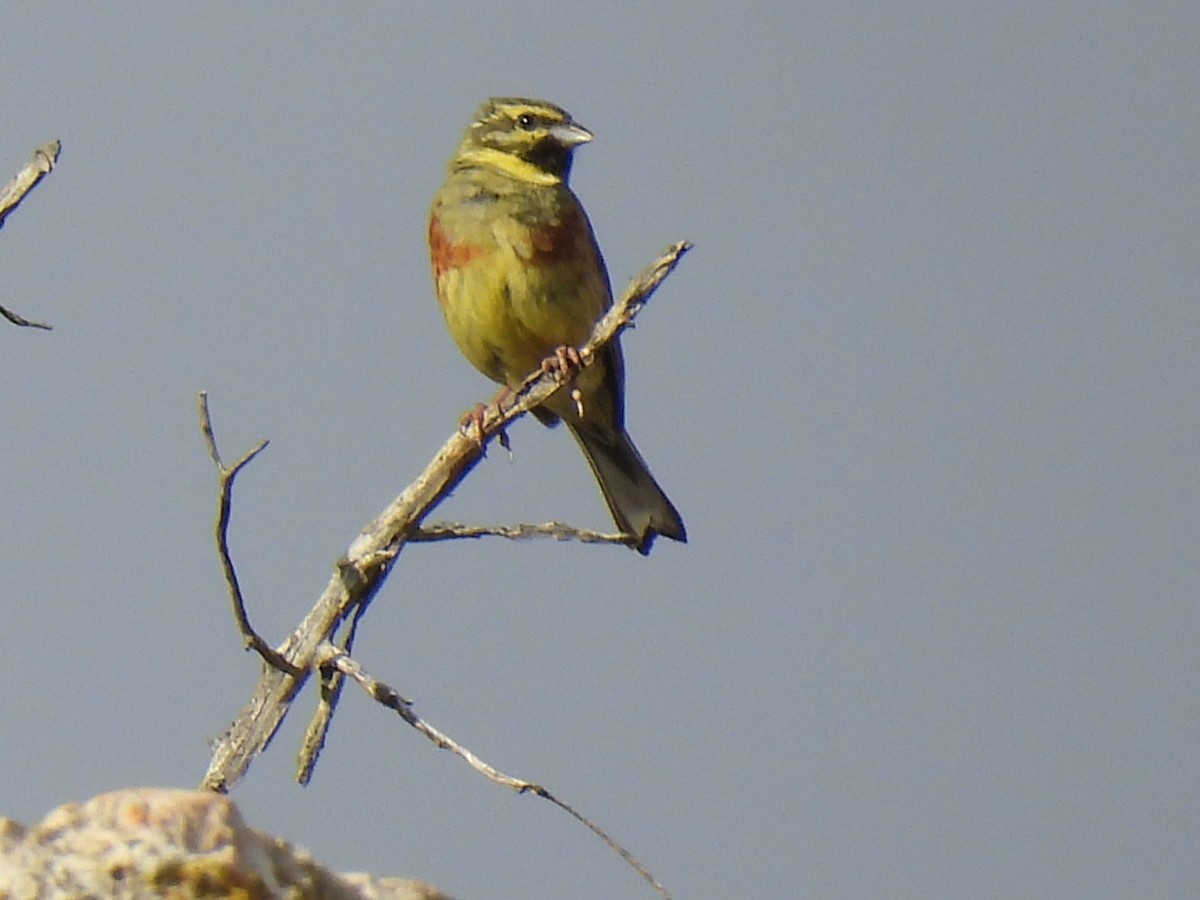 Cirl Bunting - ML620313999