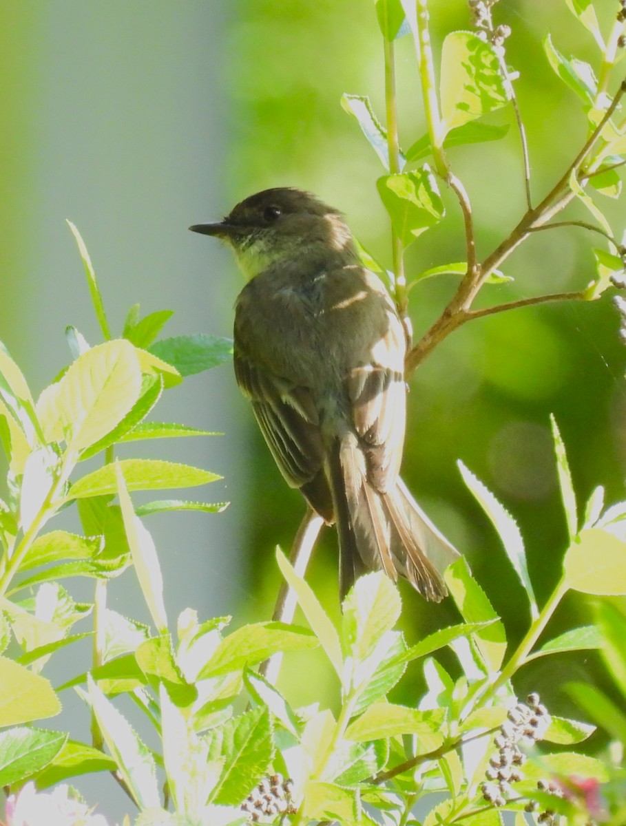 Eastern Phoebe - ML620314001