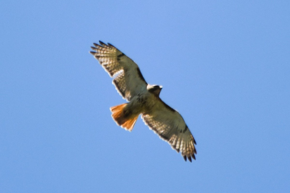 Red-tailed Hawk (borealis) - ML620314006