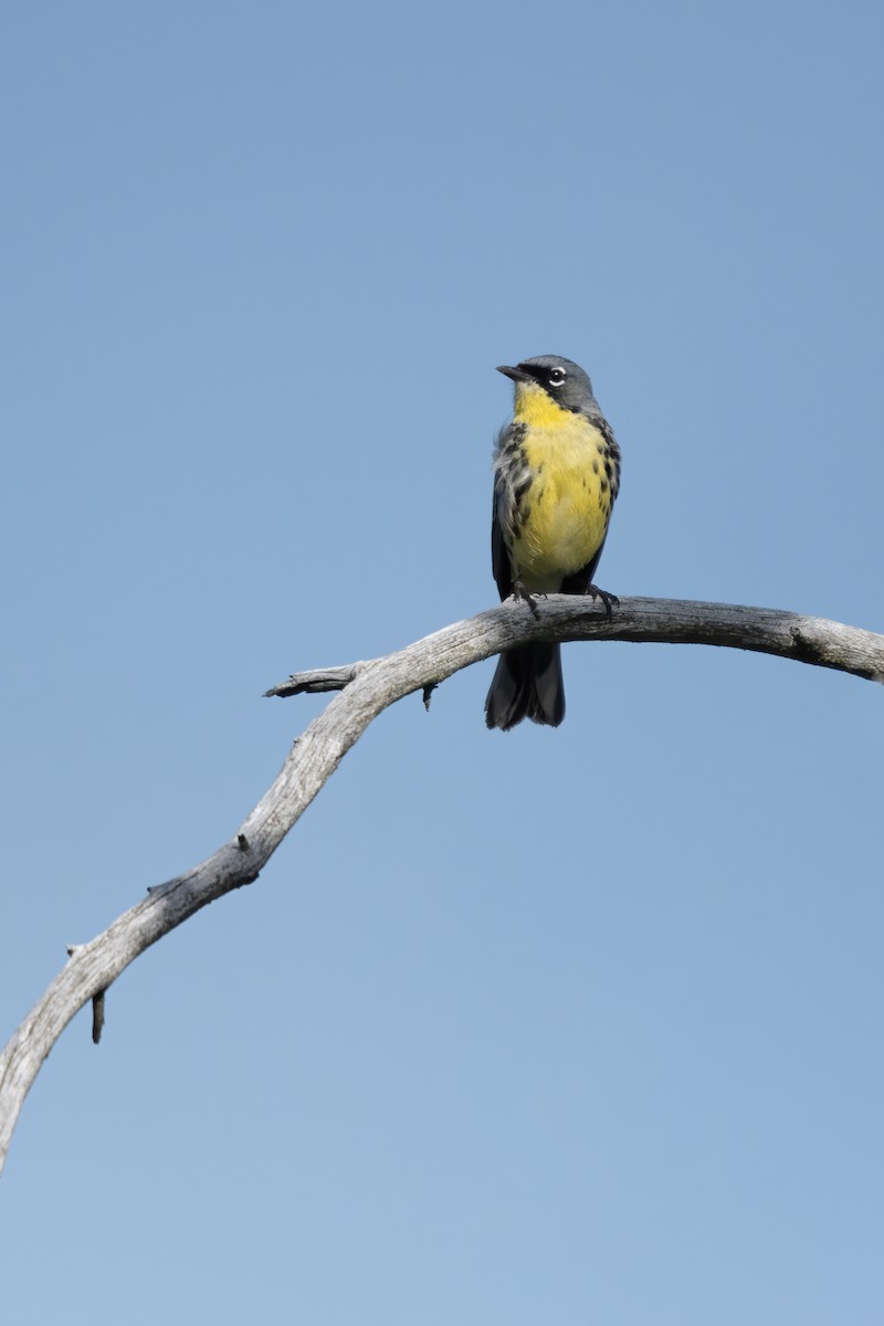 Kirtland's Warbler - ML620314013