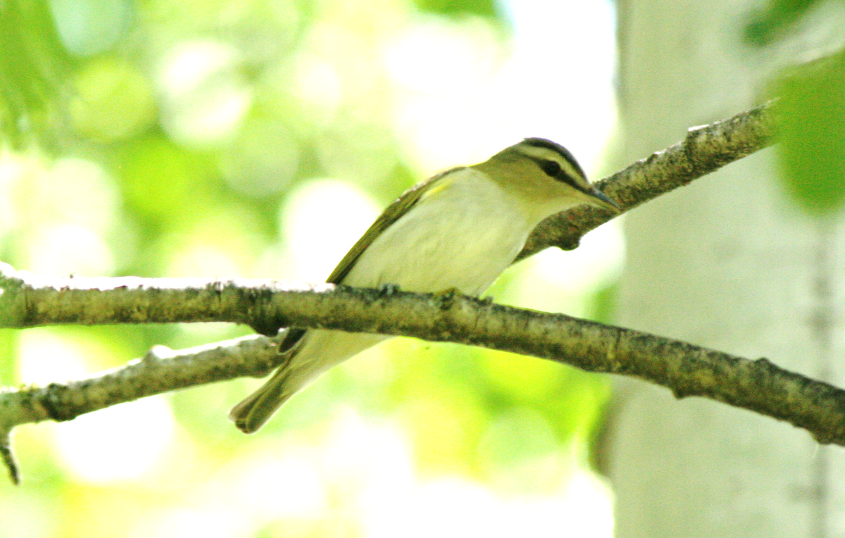 Red-eyed Vireo - ML620314017