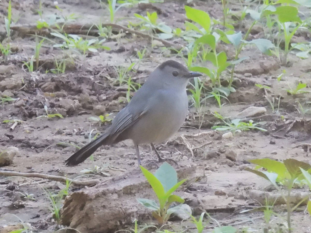 Gray Catbird - ML620314021