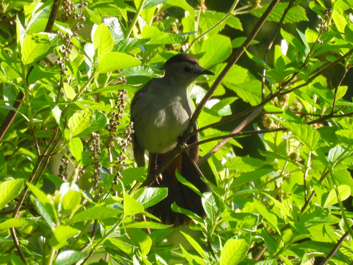 Pájaro Gato Gris - ML620314022