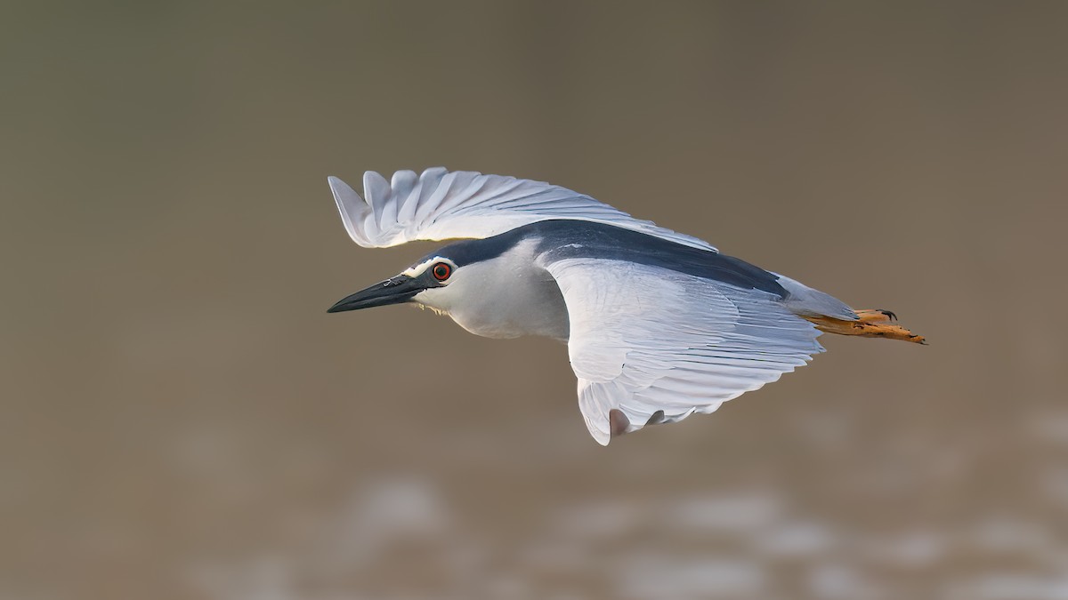 Black-crowned Night Heron - ML620314024