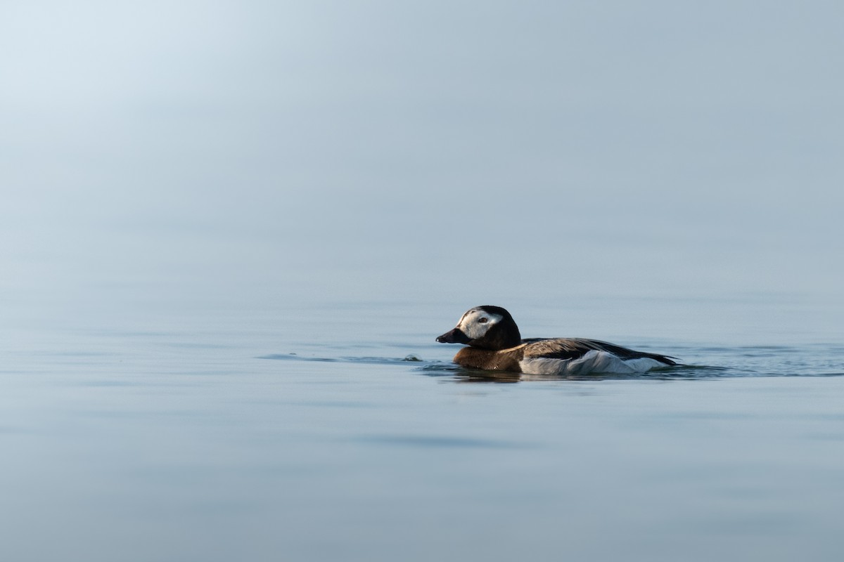 Long-tailed Duck - ML620314025