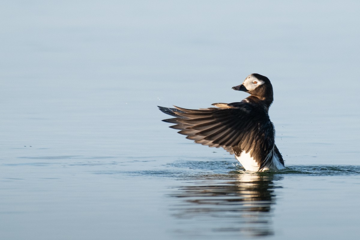 Long-tailed Duck - ML620314026