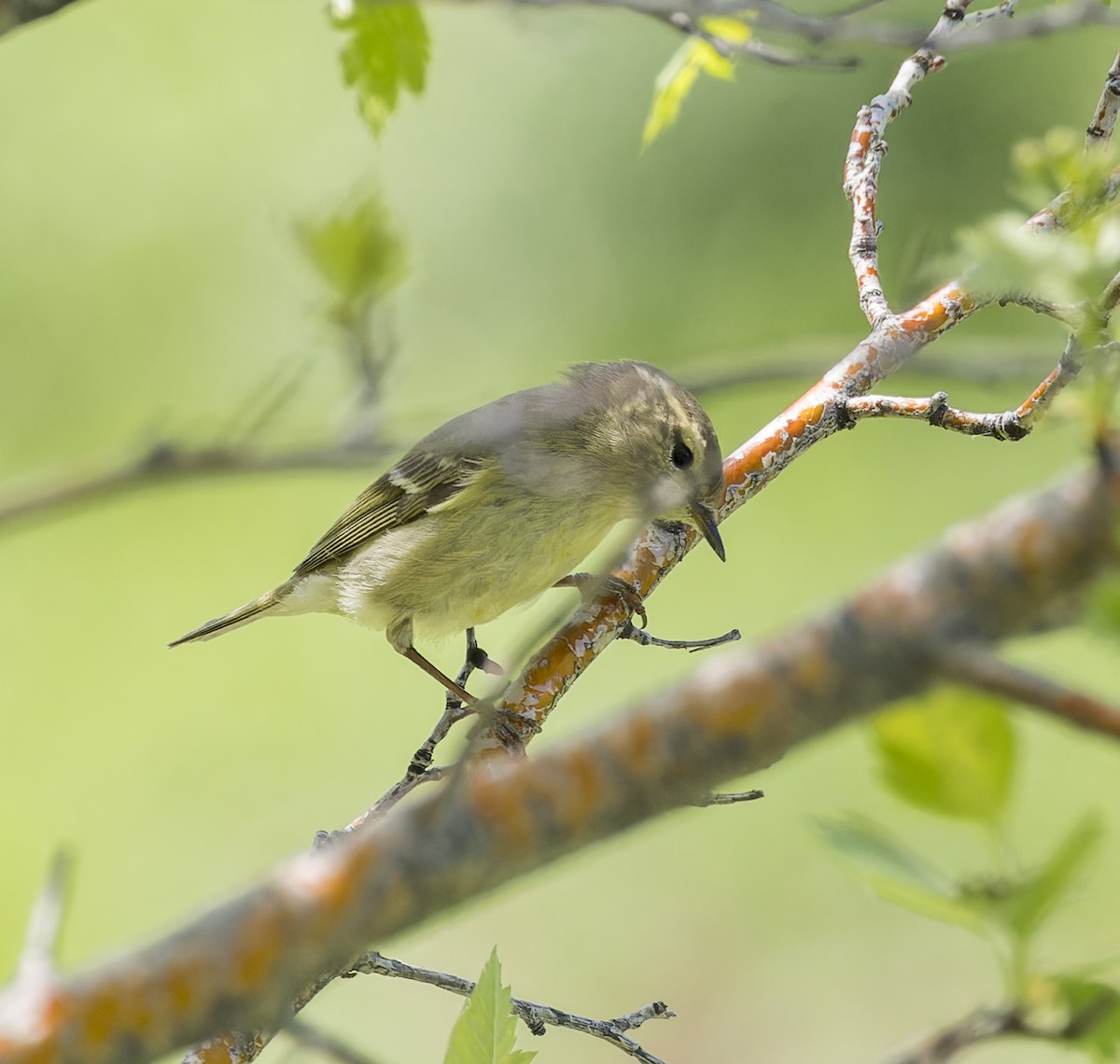 Hume's Warbler - ML620314027