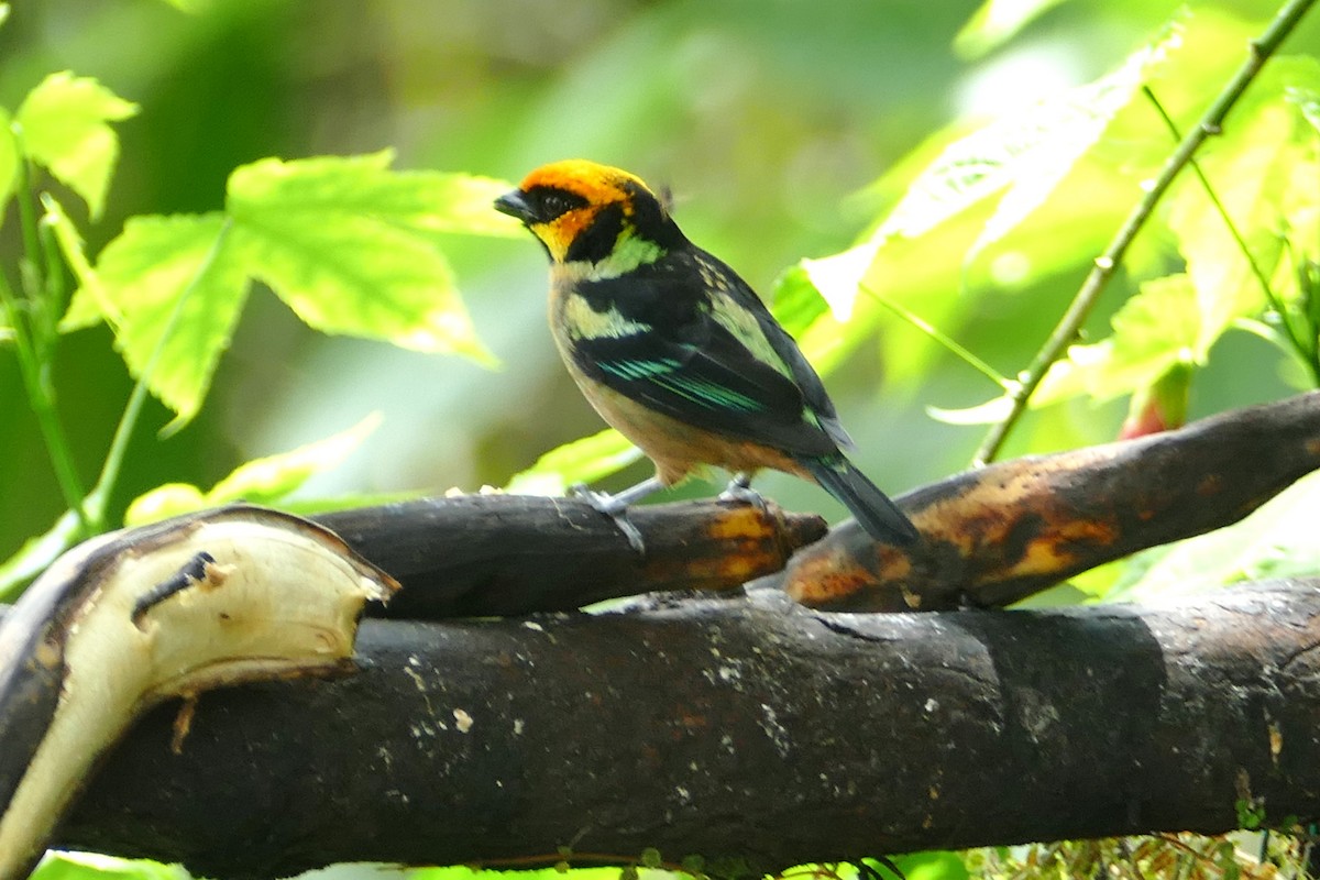 Flame-faced Tanager - ML620314029