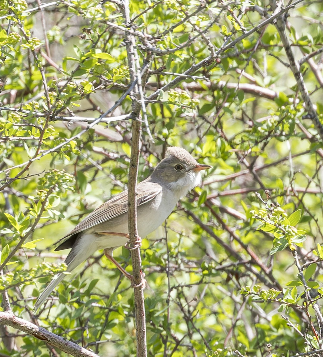 Greater Whitethroat - ML620314033