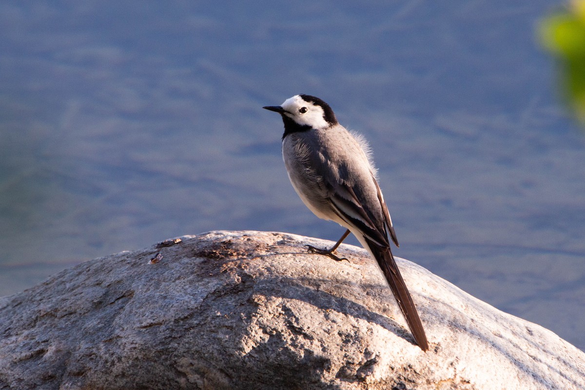 White Wagtail - ML620314035