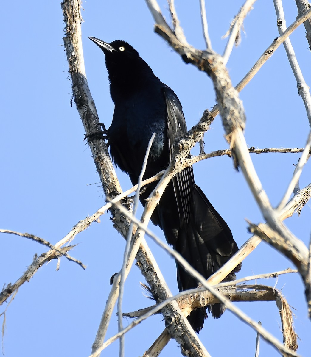 Great-tailed Grackle - ML620314041