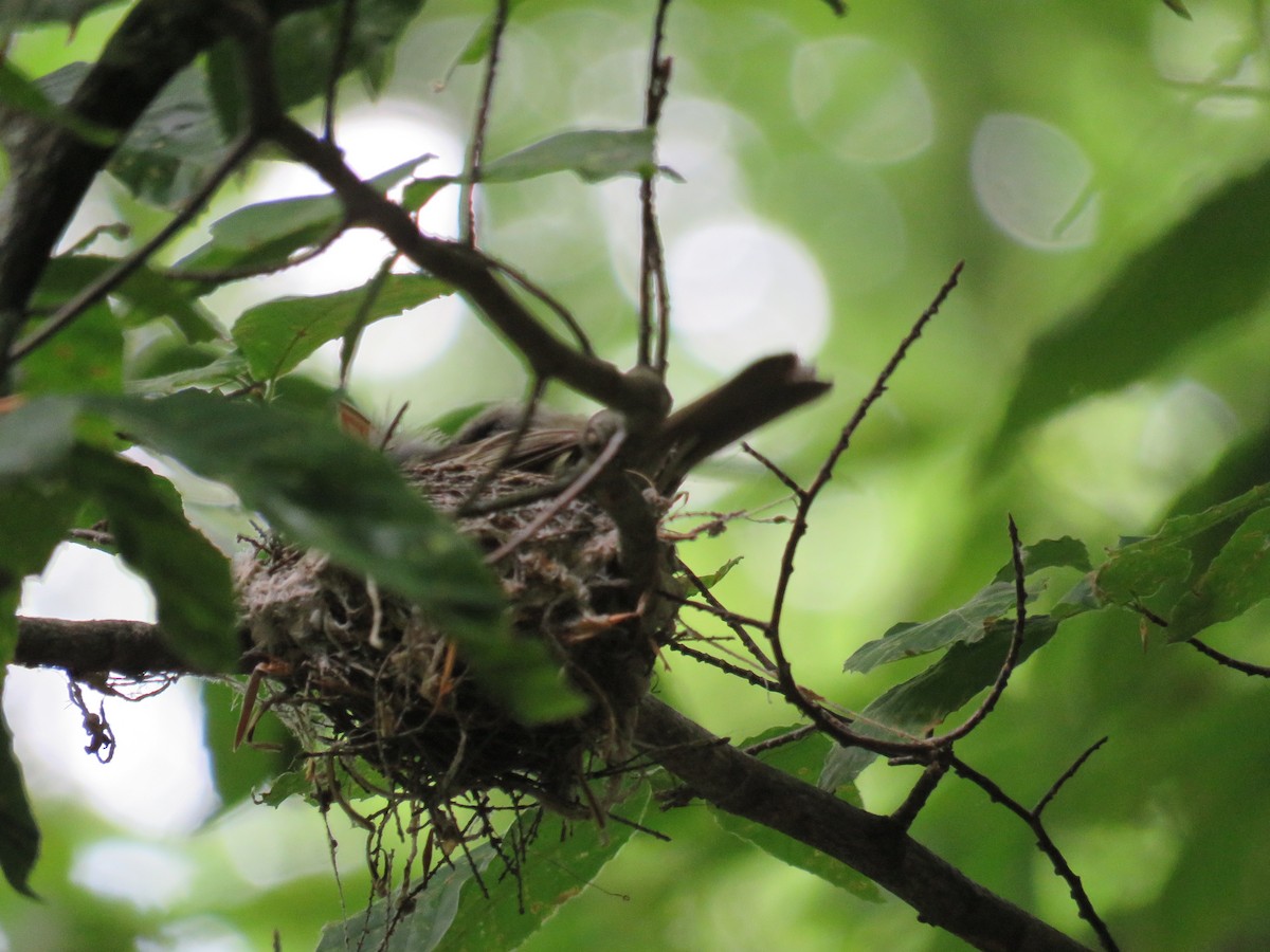 Acadian Flycatcher - ML620314045