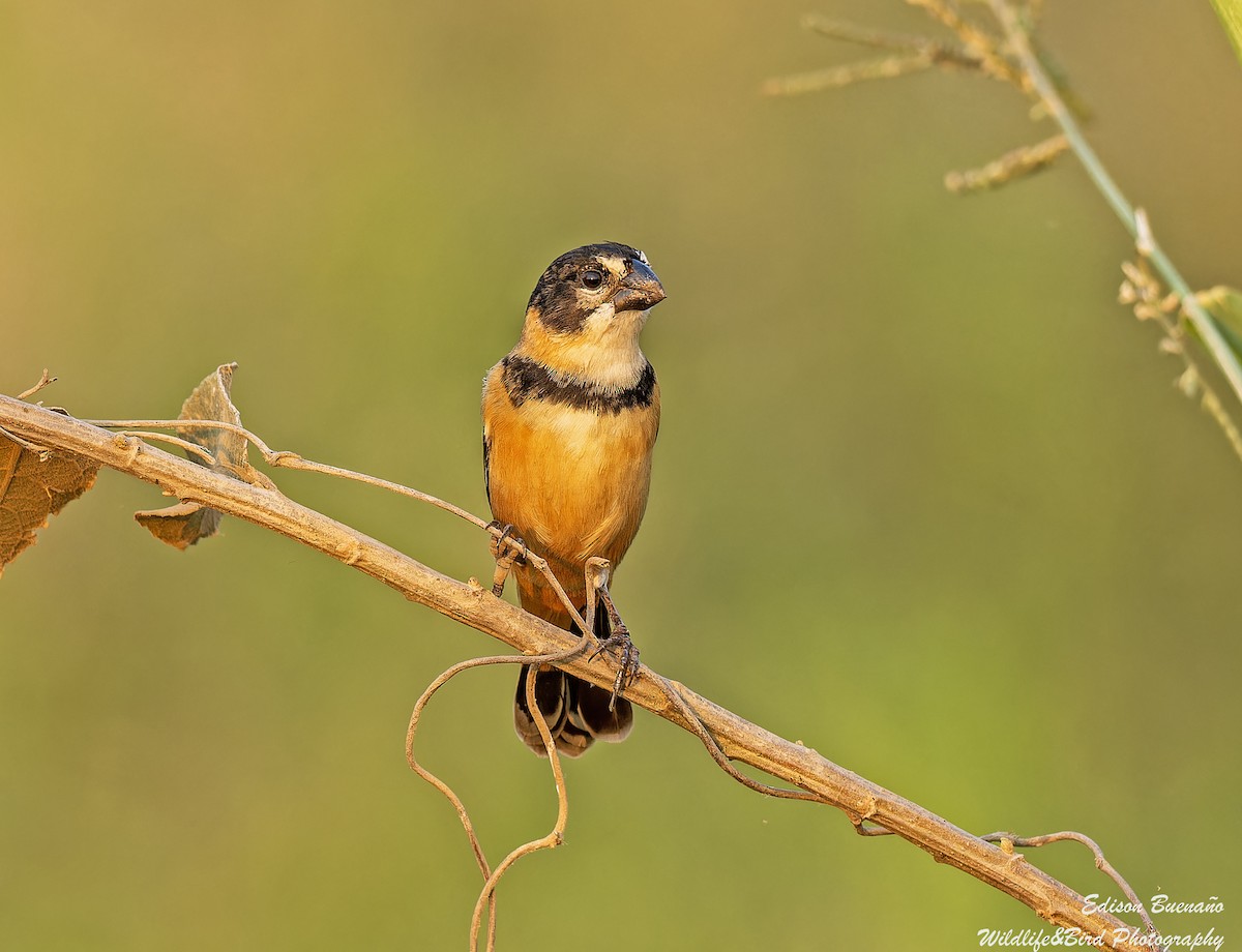 Rusty-collared Seedeater - ML620314047