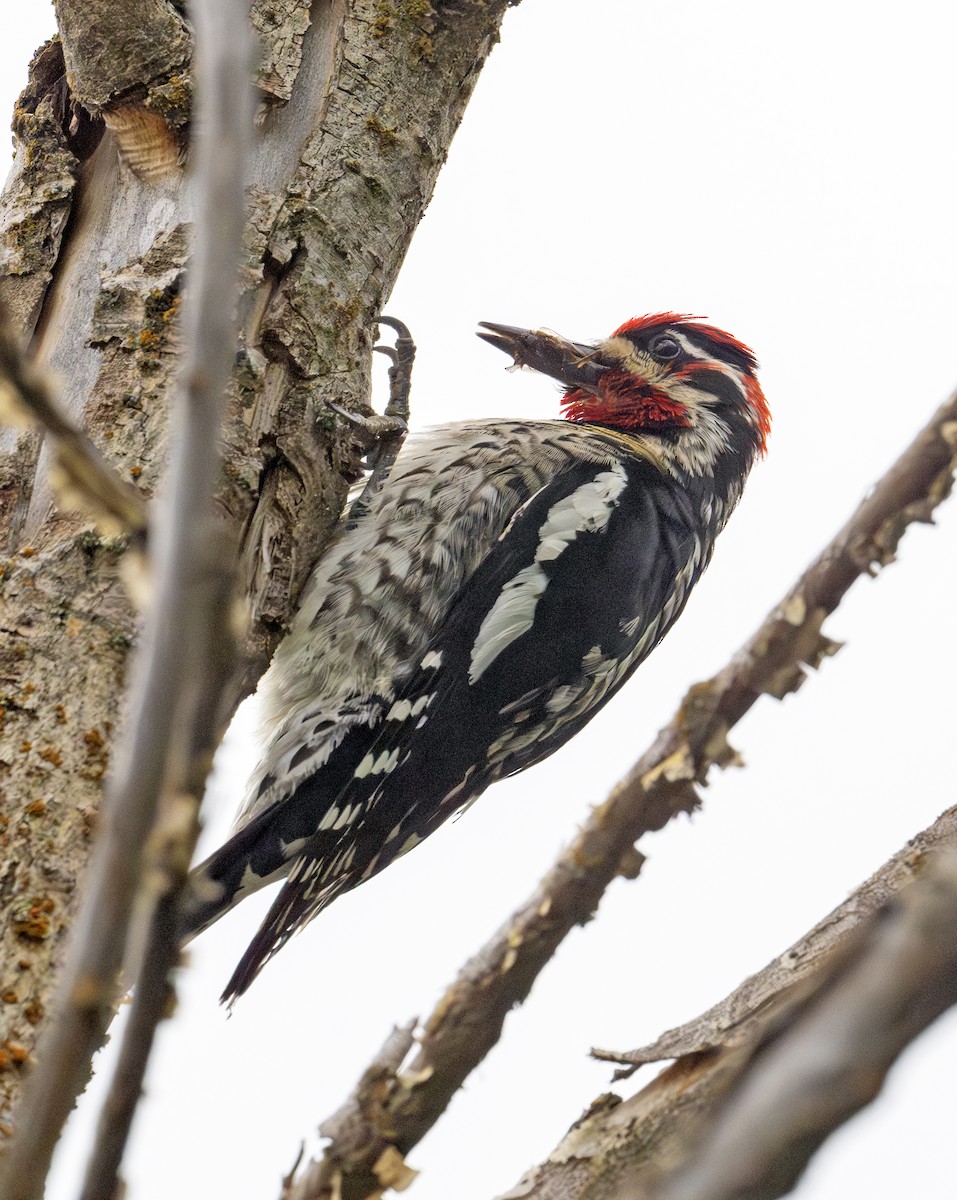 Red-naped Sapsucker - ML620314050