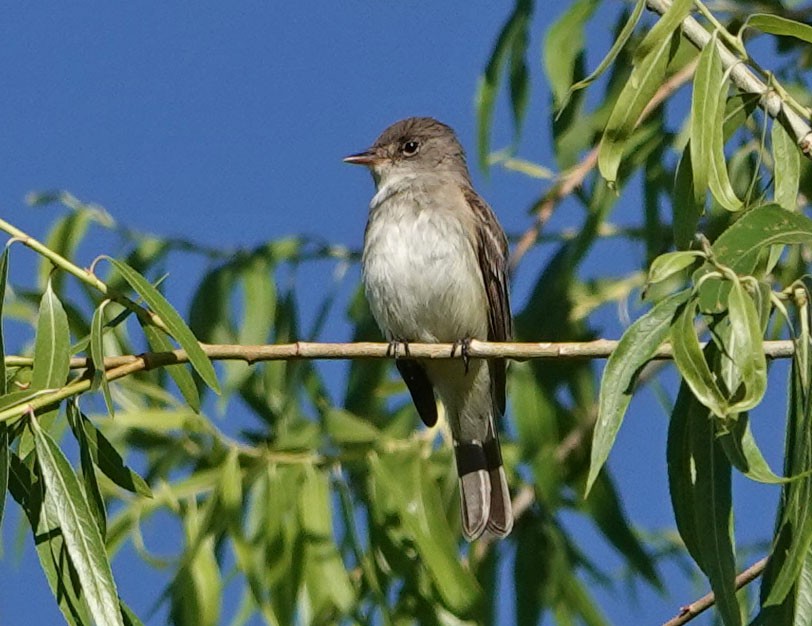 Willow Flycatcher - ML620314051