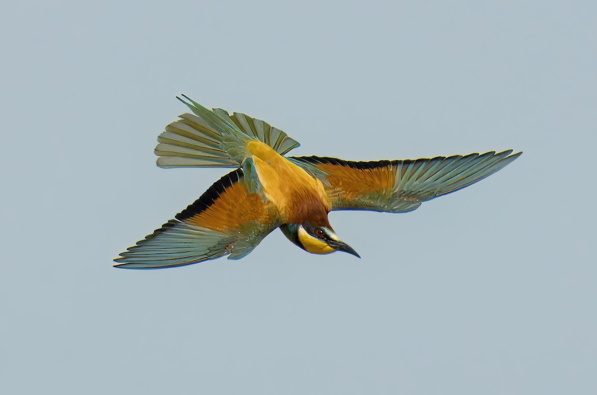 European Bee-eater - ML620314053