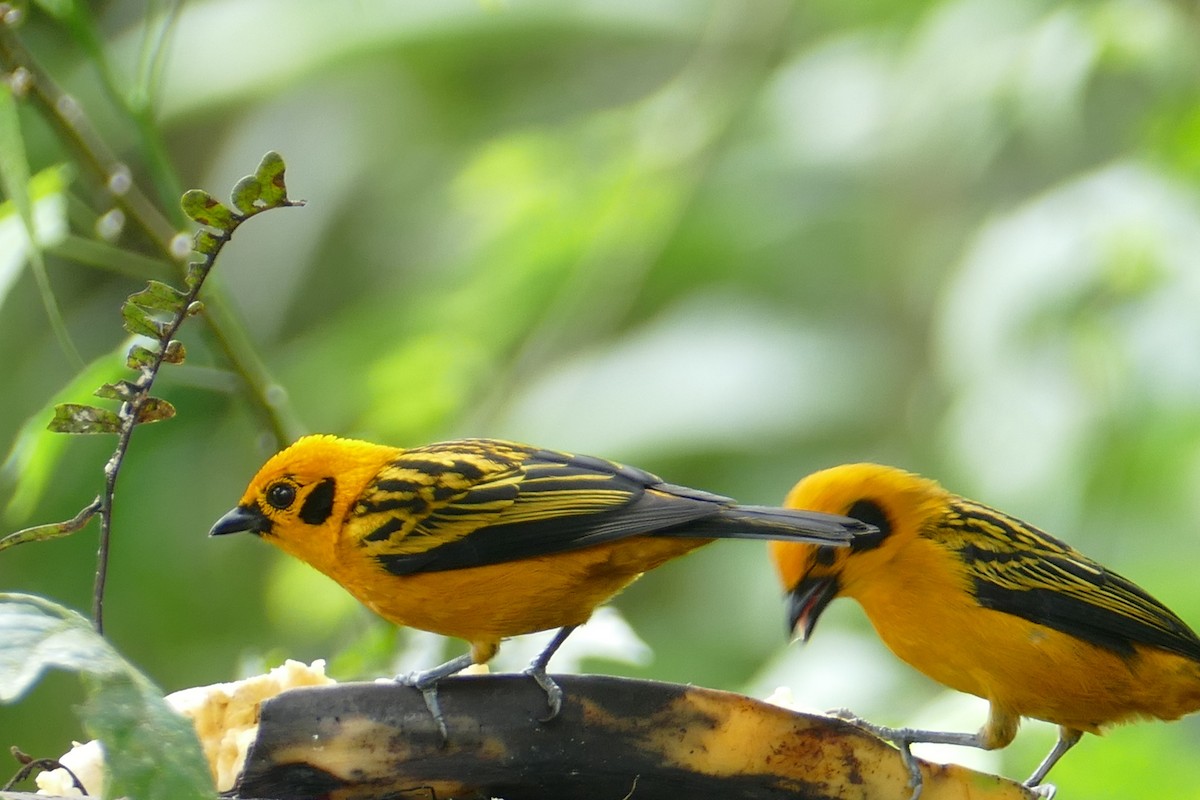 Golden Tanager - ML620314056