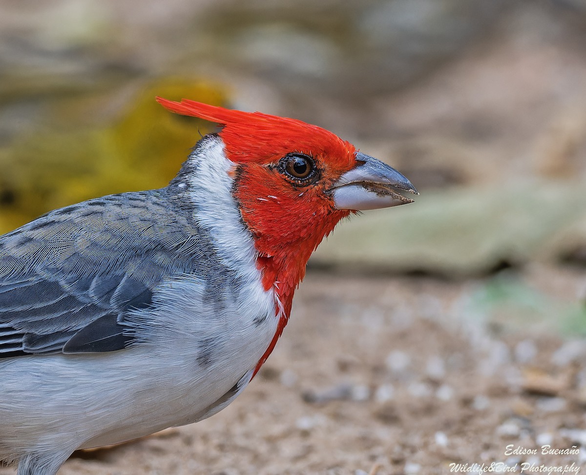 Red-crested Cardinal - ML620314057