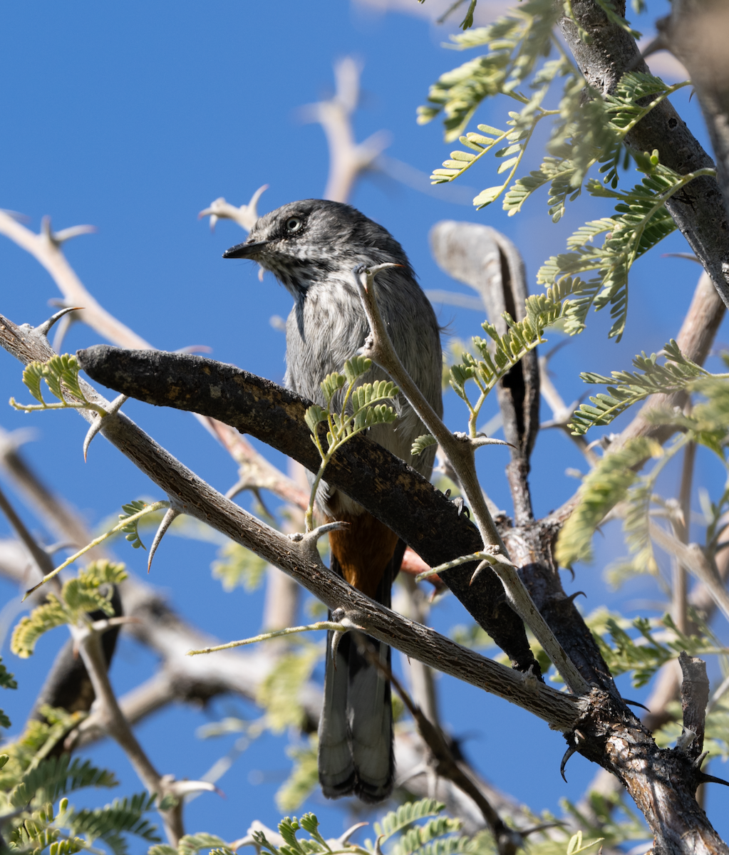 Chestnut-vented Warbler - ML620314059