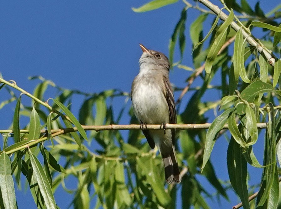 Willow Flycatcher - ML620314061