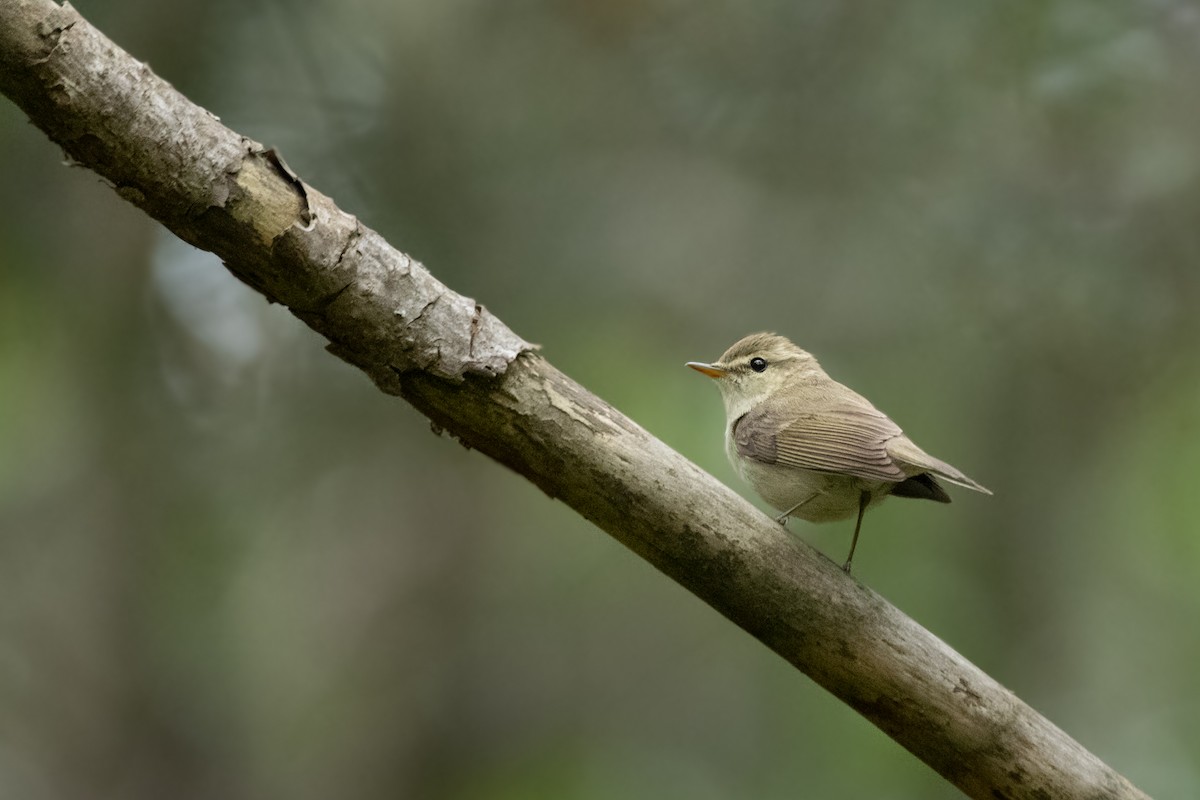 Mosquitero Verdoso - ML620314064