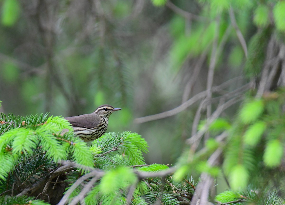 Northern Waterthrush - Chaiby Leiman