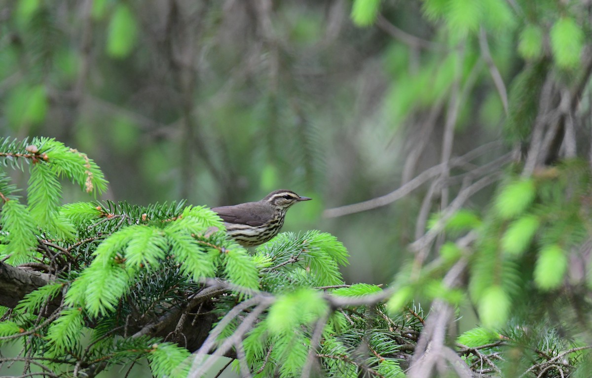 Northern Waterthrush - ML620314072