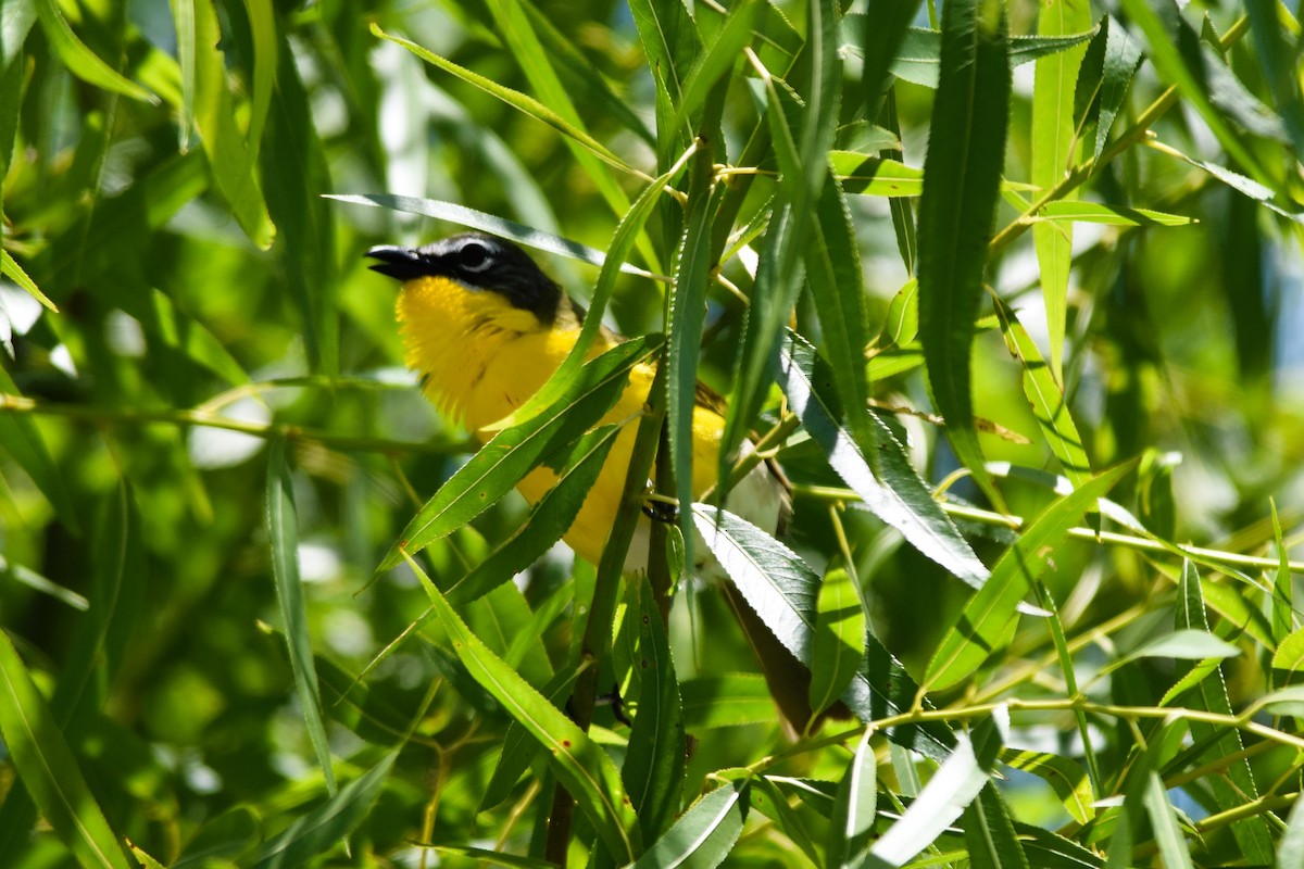 Yellow-breasted Chat - Mark Greene