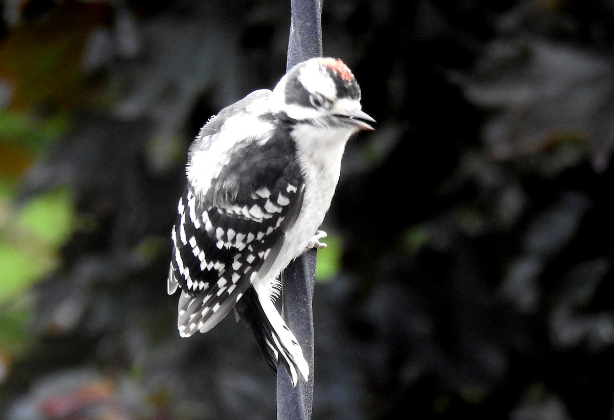 Downy Woodpecker - ML620314075