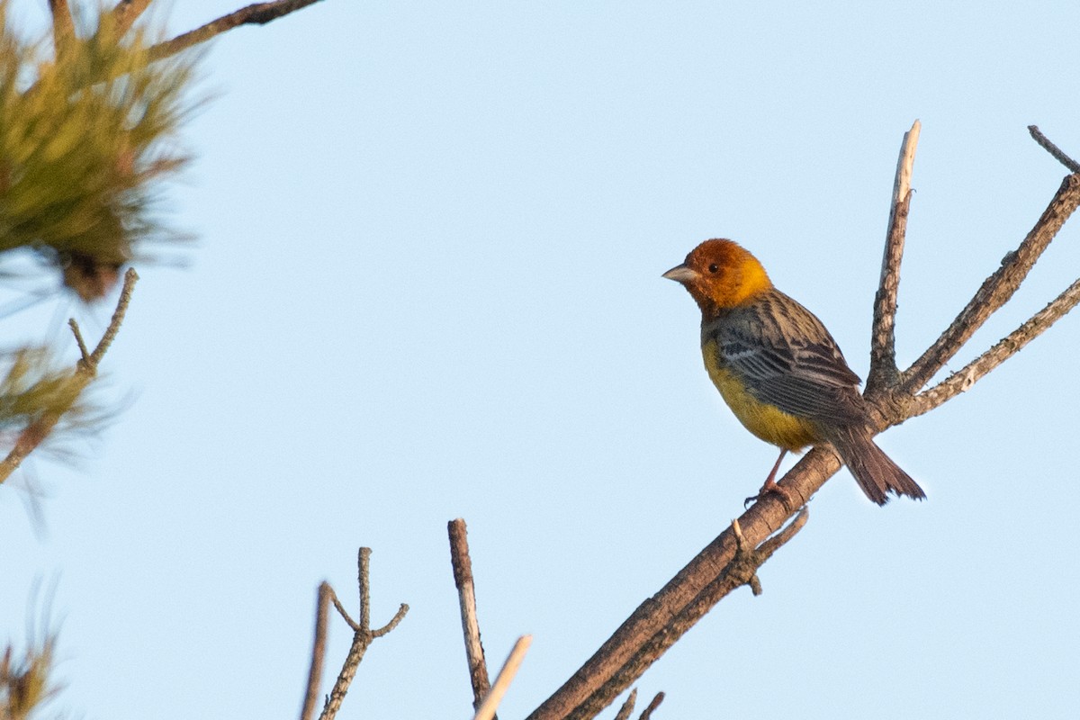 Red-headed Bunting - ML620314078