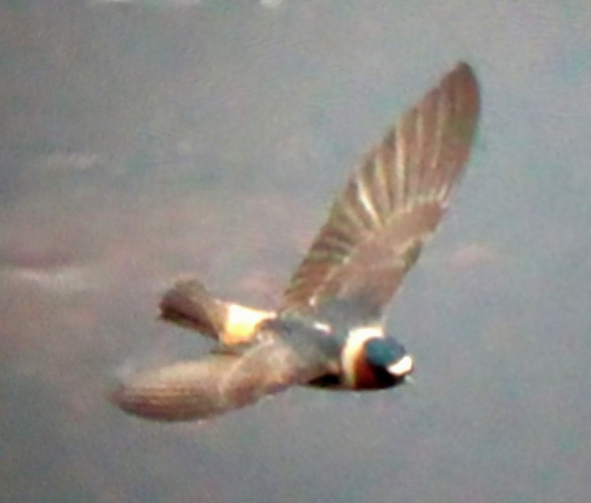 Cliff Swallow - ML620314079