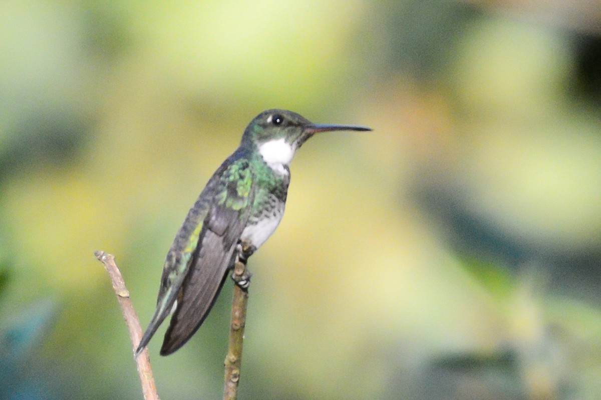 White-throated Hummingbird - ML620314080