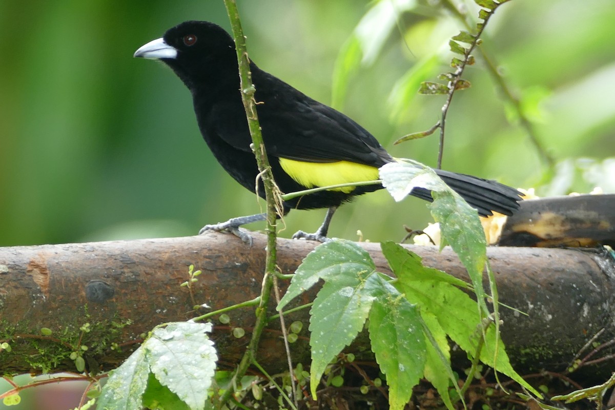 Flame-rumped Tanager (Lemon-rumped) - ML620314081