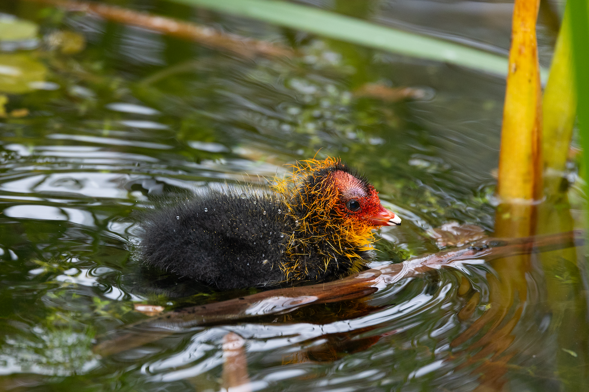 Eurasian Coot - ML620314098