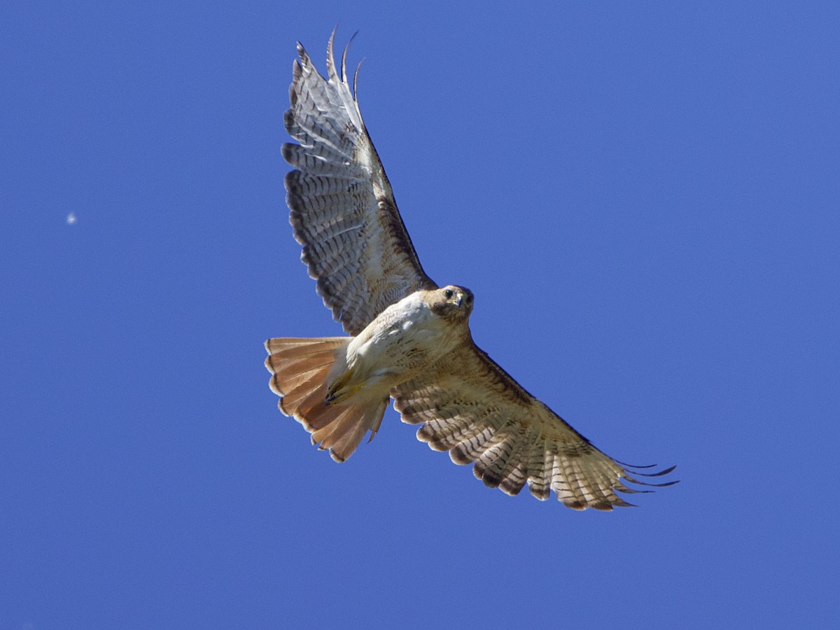 Red-tailed Hawk - ML620314101