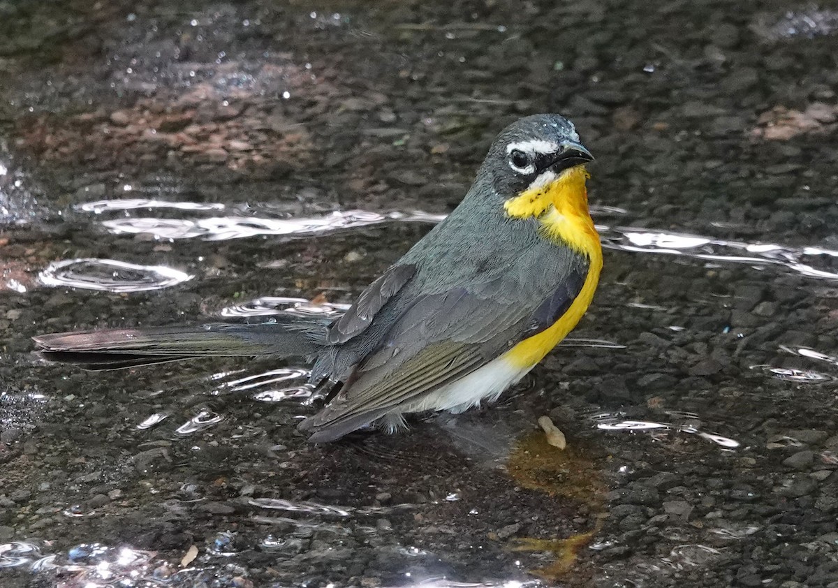 Yellow-breasted Chat - ML620314102