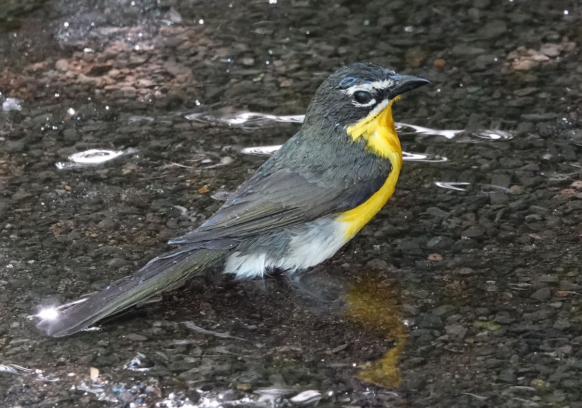 Yellow-breasted Chat - ML620314103
