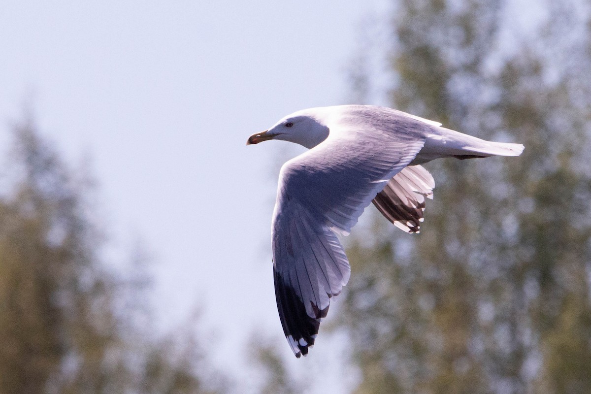 Gaviota Argéntea - ML620314109