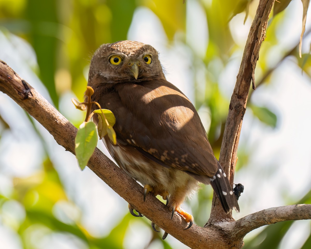 Central American Pygmy-Owl - ML620314111