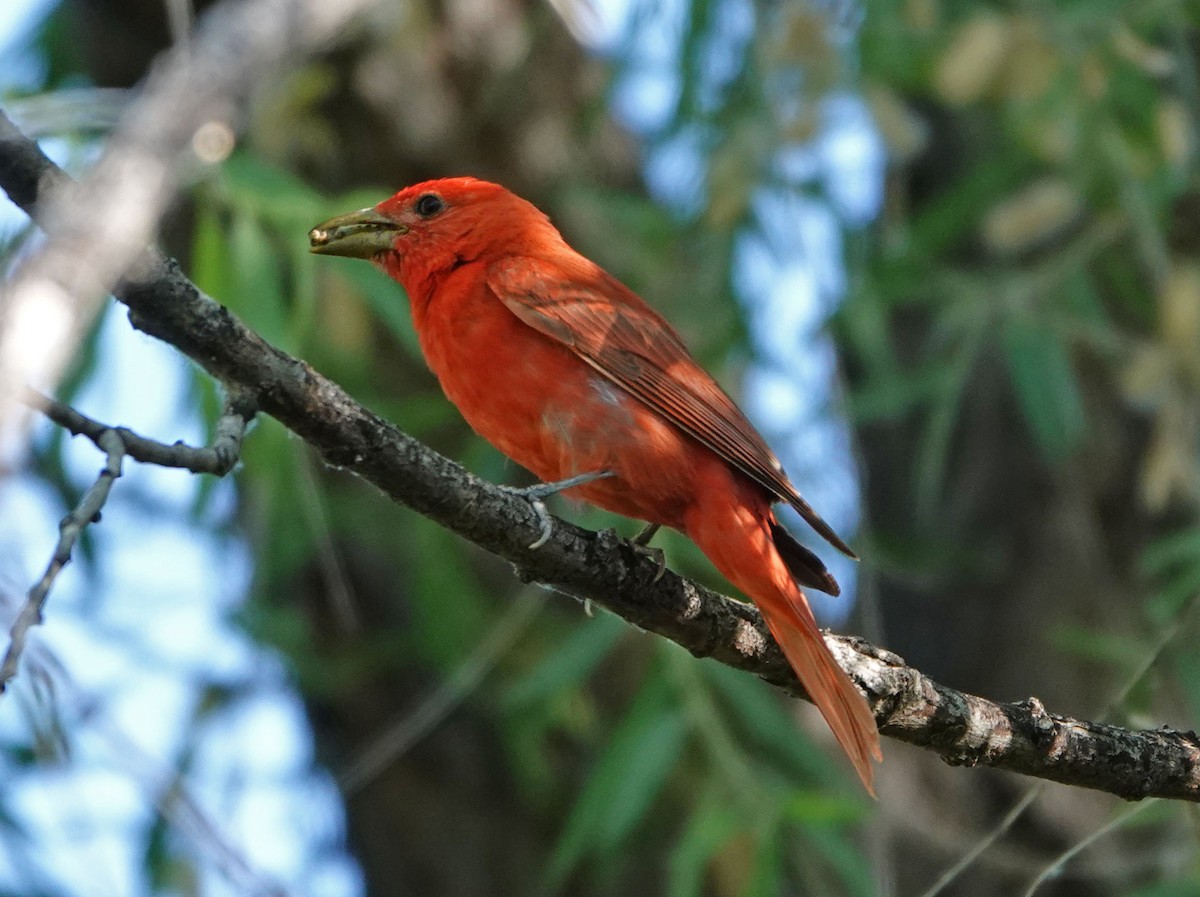 Summer Tanager - ML620314126