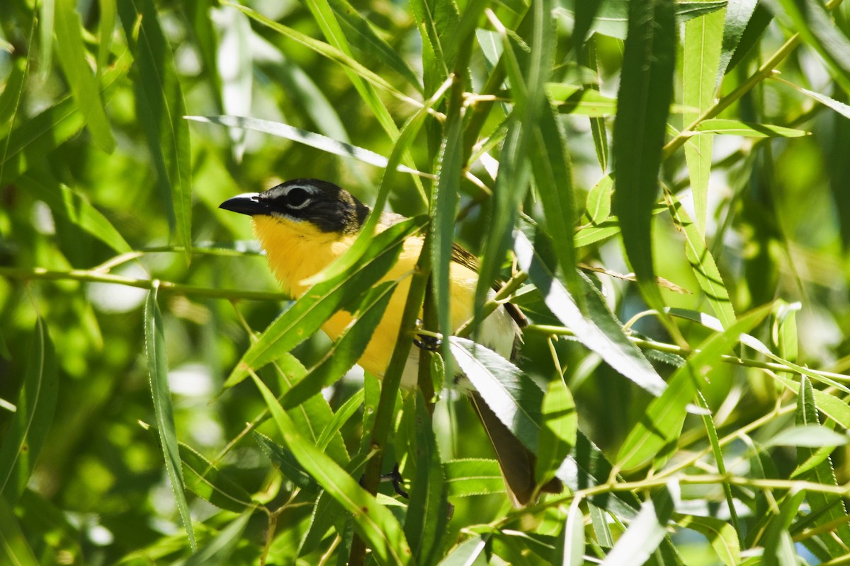 Yellow-breasted Chat - ML620314135